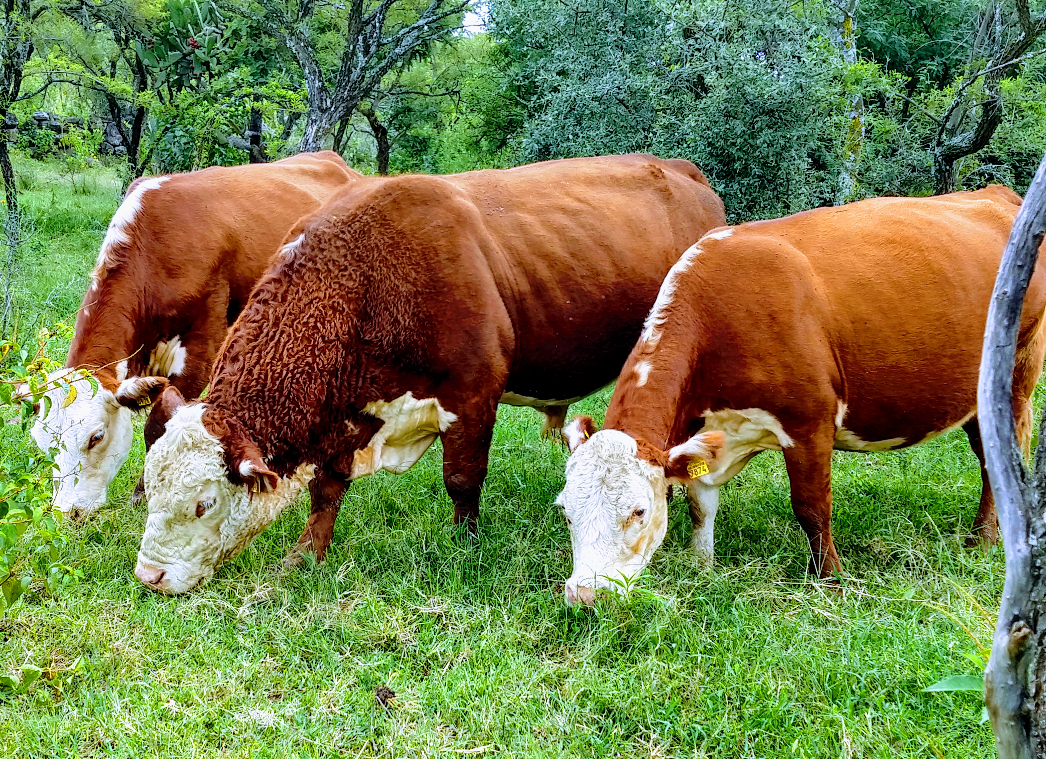 Crialtos ASOCIACIÓN GANADERA LOCAL ESPECIALIZADA DE CRIADORES DE